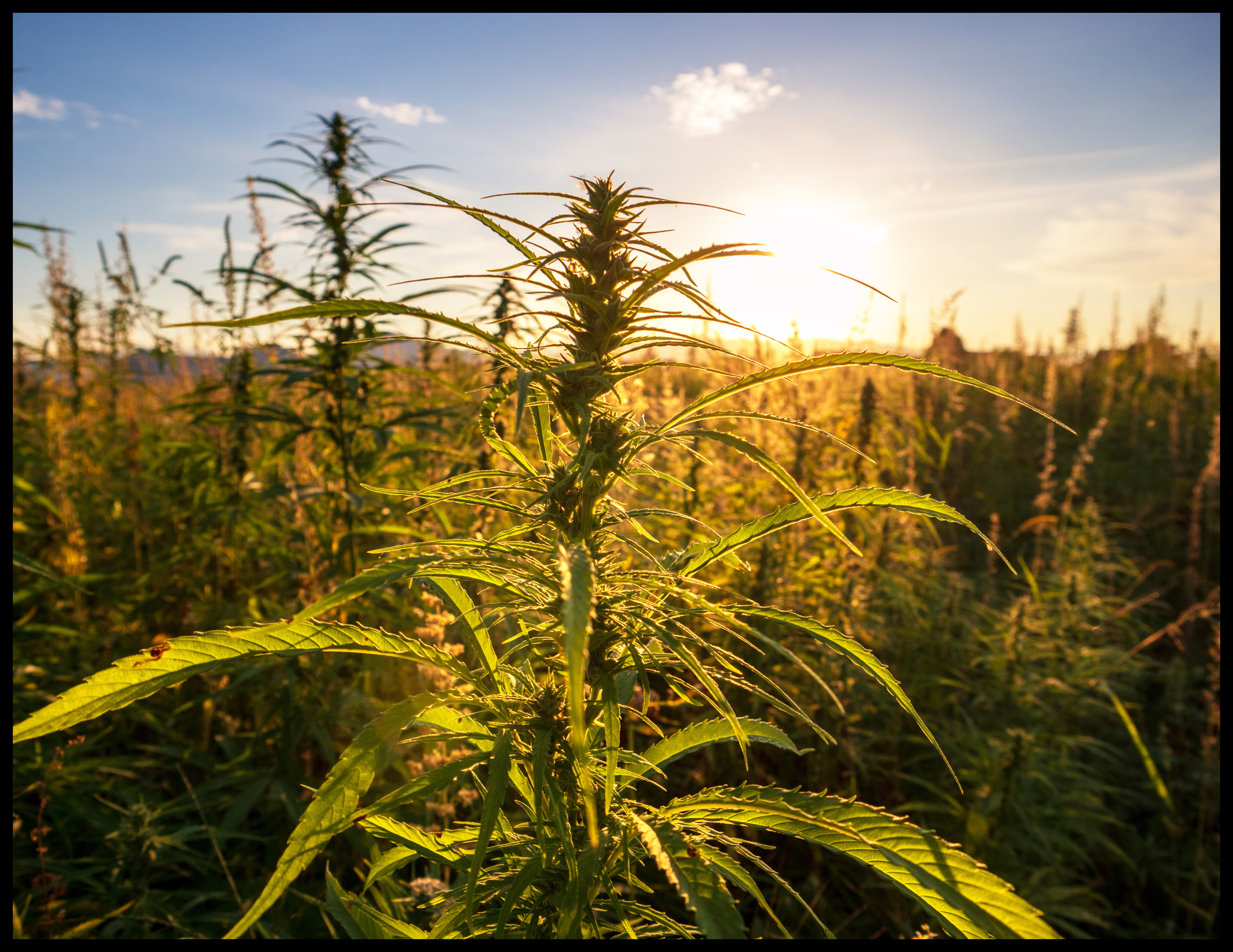 Cannabis Field Sunrise